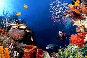 Дайвінг на Мальдівах